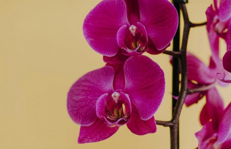Az orchidea gondozásának mestersége: mindent a tápoldatokról
